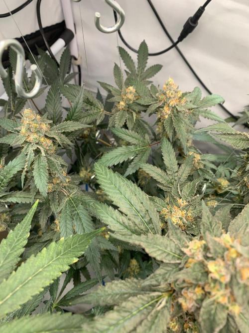 8.Grow: Papayton#1 aka. Limmer Papayton. Week 28