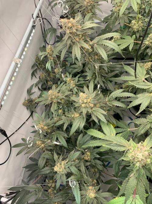 8.Grow: Papayton#1 aka. Limmer Papayton. Week 28
