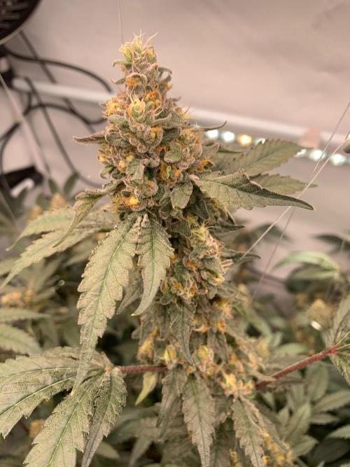 8.Grow: Papayton#1 aka. Limmer Papayton. Week 28