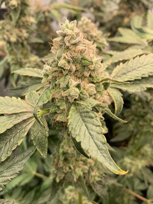 8.Grow: Z42. Week 16 - 29.8.-Z42#1