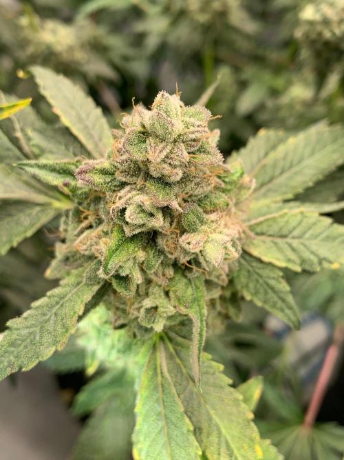 8.Grow: Z42. Week 16 - 29.8.-Z42#1