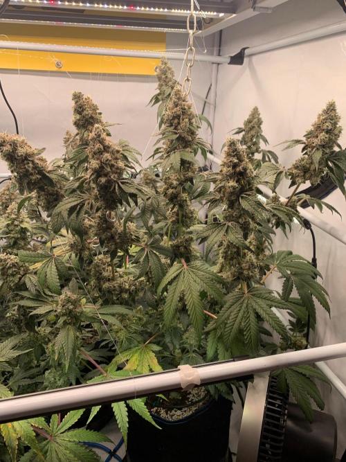 8.Grow: Z42. Week 16 - 29.8.-Z42#2