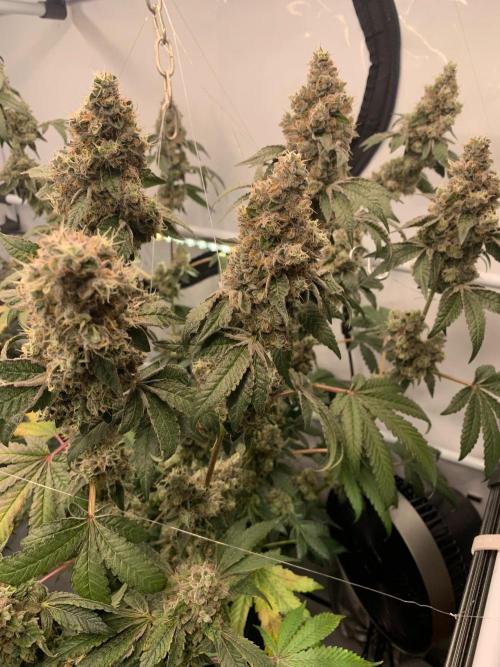 8.Grow: Z42. Week 16 - 29.8.-Z42#2