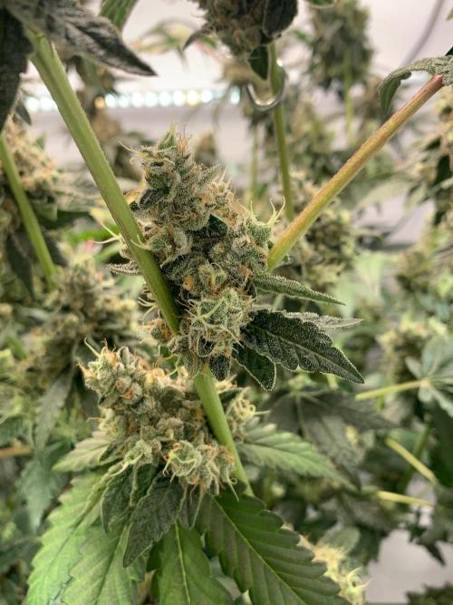8.Grow: Z42. Week 16 - 29.8.-Z42#2