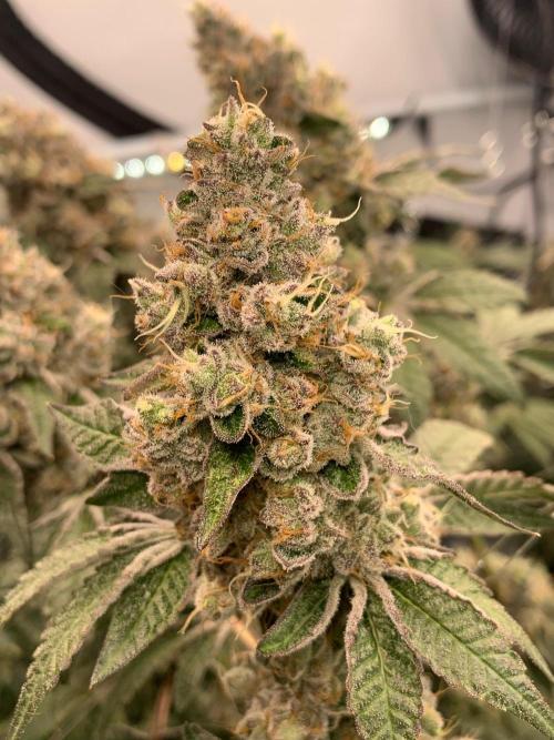 Z42. Week 16