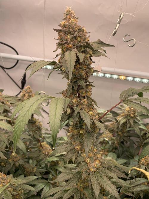 8.Grow: Papayton#1 aka. Limmer Papayton. Week 28 - 29.8.