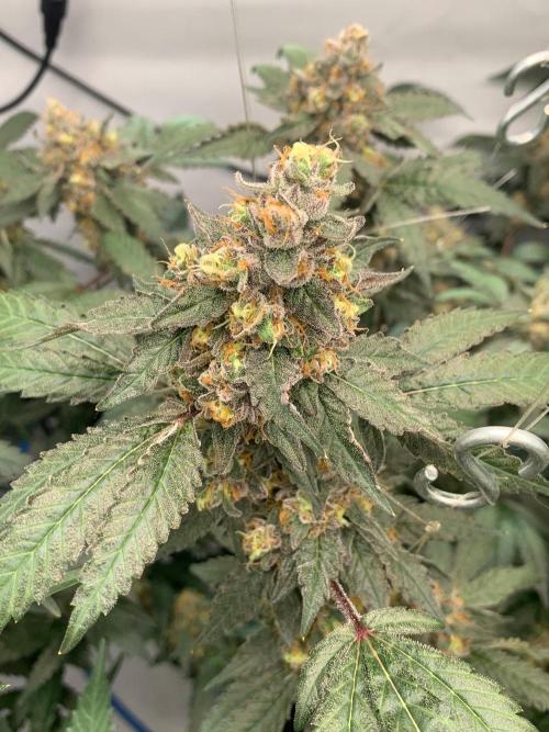8.Grow: Papayton#1 aka. Limmer Papayton. Week 28 - 29.8.