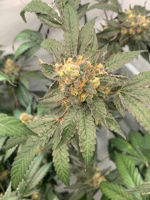 8.Grow: Papayton#1 aka. Limmer Papayton. Week 28 - 29.8.