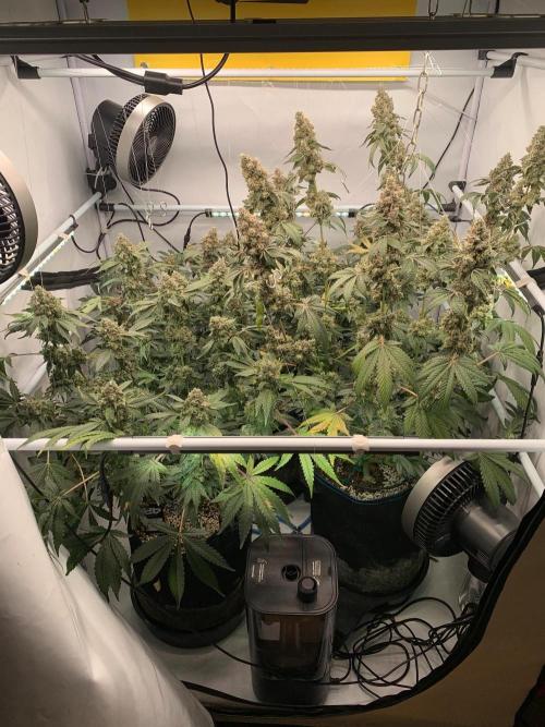8.Grow: Z42. Week 17 - 31.8.