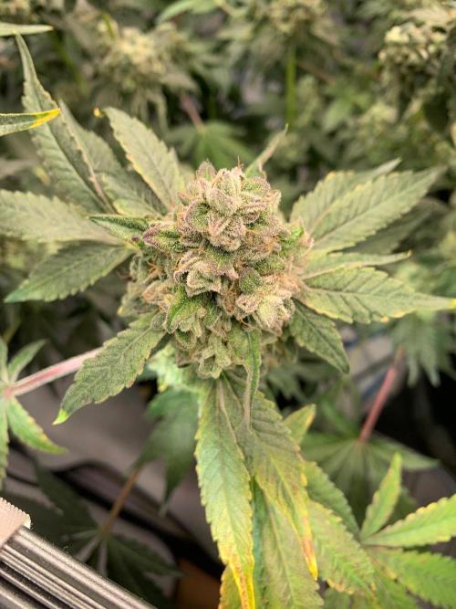 8.Grow: Z42. Week 17 - 31.8.-Z42#1