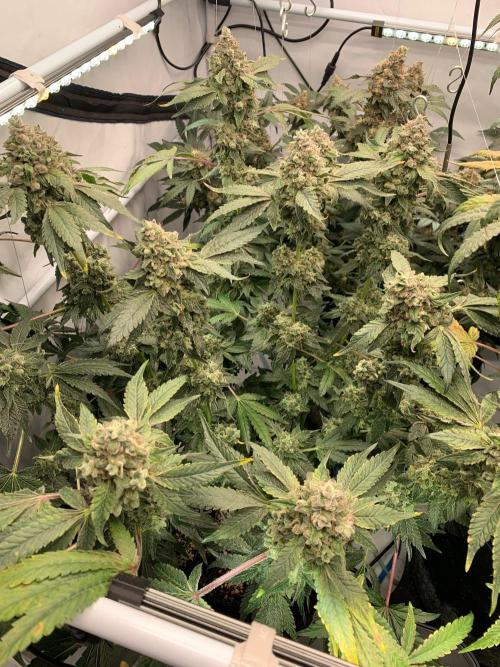 8.Grow: Z42. Week 17 - 31.8.-Z42#1