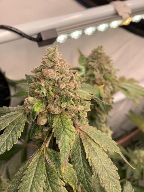 8.Grow: Z42. Week 17 - 31.8.-Z42#1
