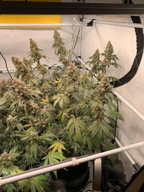 8.Grow: Z42. Week 17 - 31.8.-Z42#2