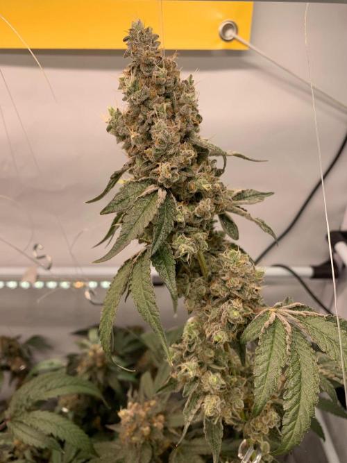 8.Grow: Z42. Week 17 - 31.8.-Z42#2