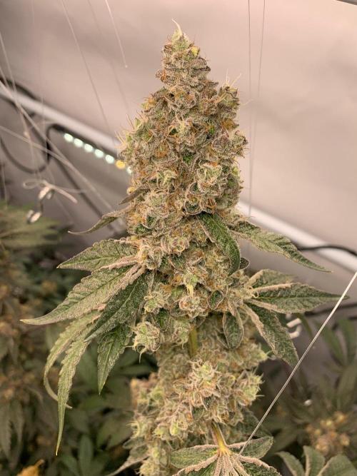8.Grow: Z42. Week 17 - 31.8.-Z42#2