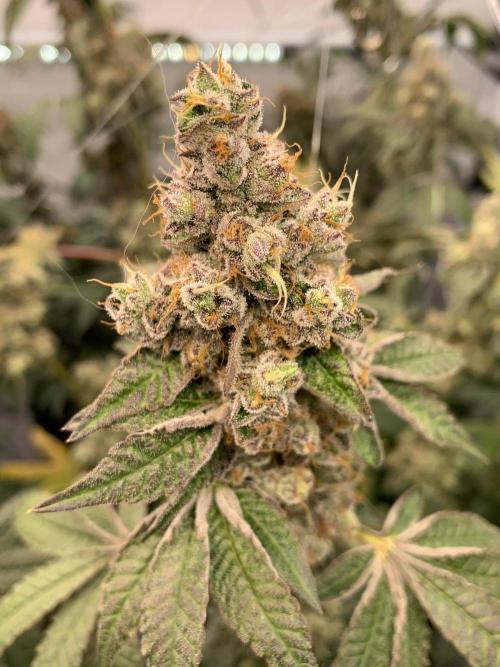 8.Grow: Z42. Week 17 - 31.8.-Z42#2