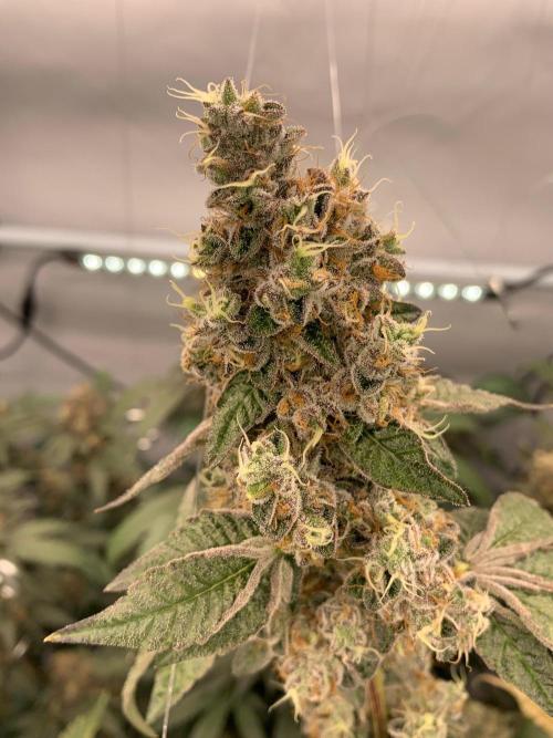 8.Grow: Z42. Week 17 - 31.8.-Z42#2