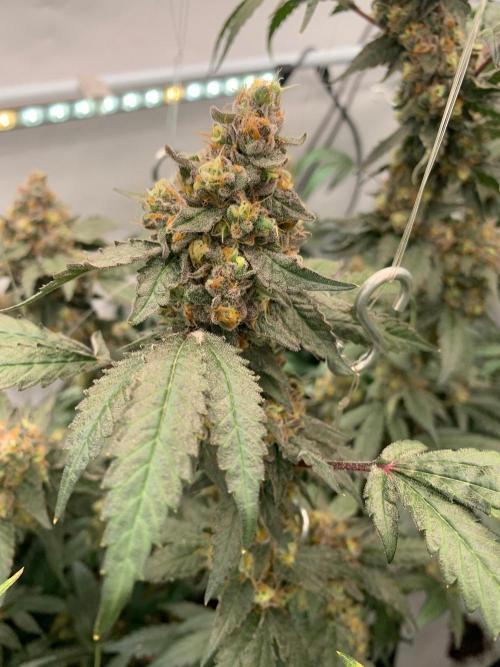 8.Grow: Papayton#1 aka. Limmer Papayton. Week 29