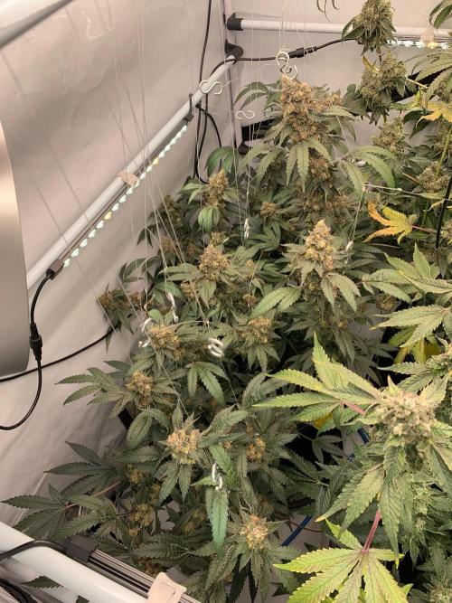 8.Grow: Papayton#1 aka. Limmer Papayton. Week 29