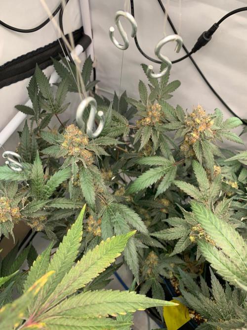8.Grow: Papayton#1 aka. Limmer Papayton. Week 29