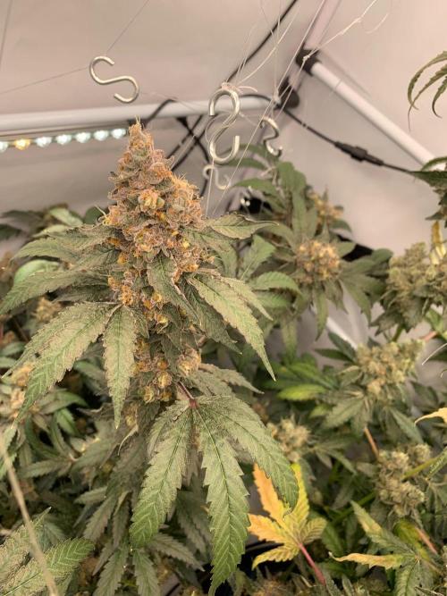 8.Grow: Papayton#1 aka. Limmer Papayton. Week 29