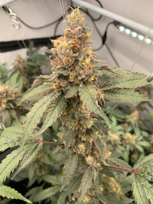 8.Grow: Papayton#1 aka. Limmer Papayton. Week 29