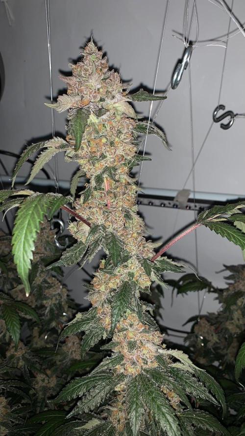 8.Grow: Papayton#1 aka. Limmer Papayton. Week 30
