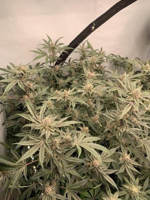 7.Grow: Kmintz & Radical Juice. Week 18 - 14.05. Radical Juice #1