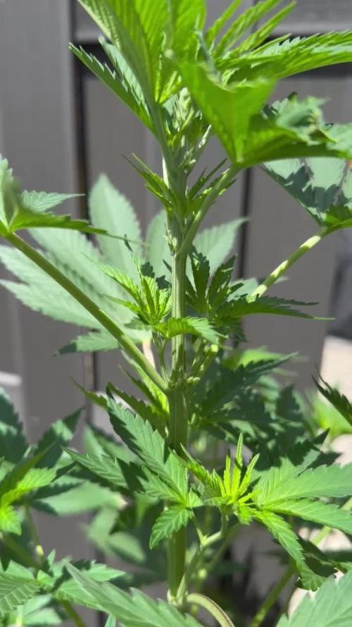 RQS Royal Gorilla - First Grow