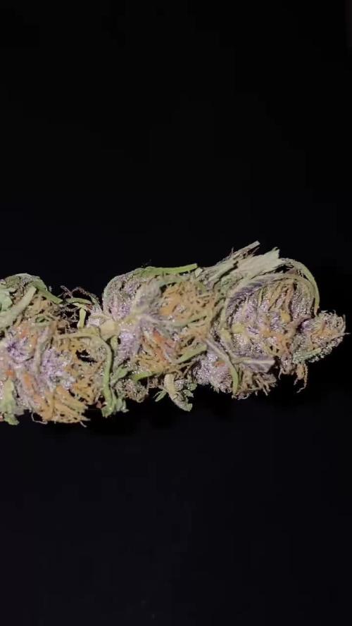 Black Orchid and Watermelon Candy (18h Indoor + 6h Outdoor)