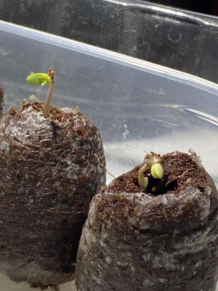 Purple Punch by Barney's Farm. Week 0 - 3 of 4 made it