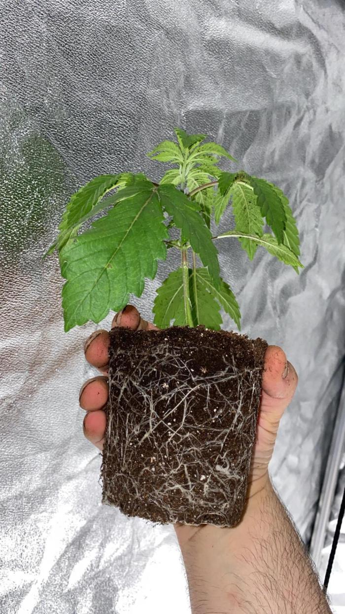 Purple Punch by Barney's Farm. Week 3 - looks okay to me as i do  photos for the first time i'm learning how to grow