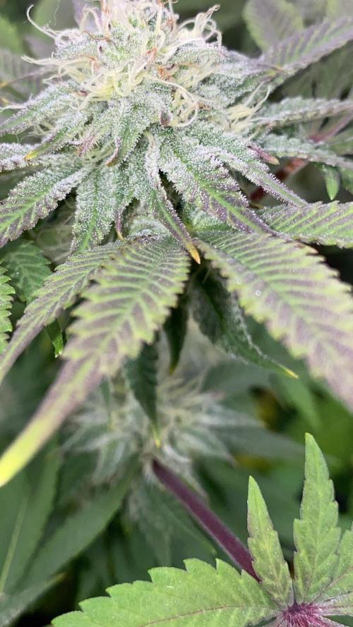 Purple Punch by Barney's Farm. Week 5 - is it frosty?