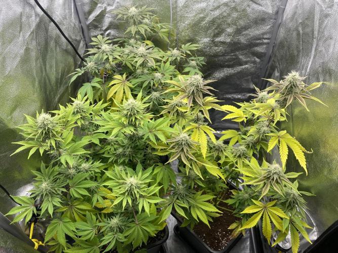 Purple Punch by Barney's Farm. Week 5 - All 3 together. Yes i was busy with other things again. Results... did short veg