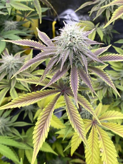 Purple Punch by Barney's Farm. Week 10 - it's going to Purple. 