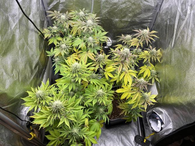 Purple Punch by Barney's Farm. Week 10 - All 3 together 