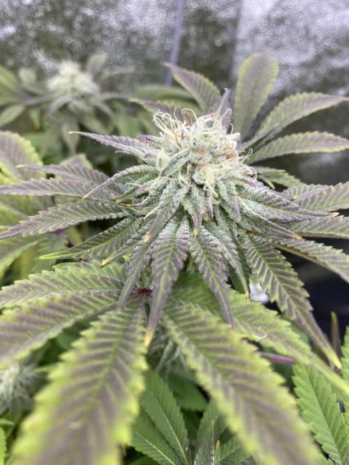 Purple Punch by Barney's Farm. Week 10 - frosty
