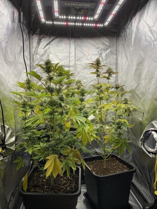 Purple Punch by Barney's Farm. Week 10 - Up to 70cm