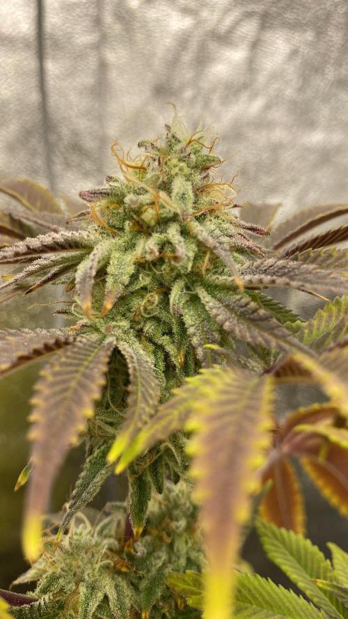 Purple Punch by Barney's Farm. Week 11 - closer look nice frost