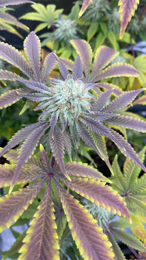 Purple Punch by Barney's Farm. Week 11 - Purpled and is frosty. It needs more time