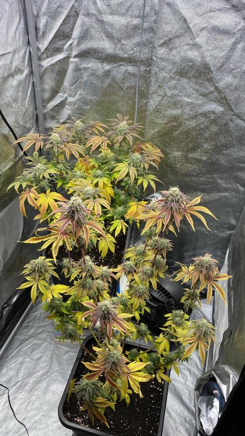 Purple Punch by Barney's Farm. Week 11 - Only two left but the popcorn buds look better due to more space. 