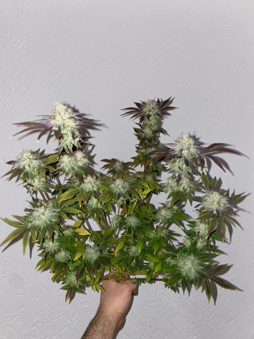 Purple Punch by Barney's Farm. Week 12 - looks better than i expected but below looks still too green. (No.2)