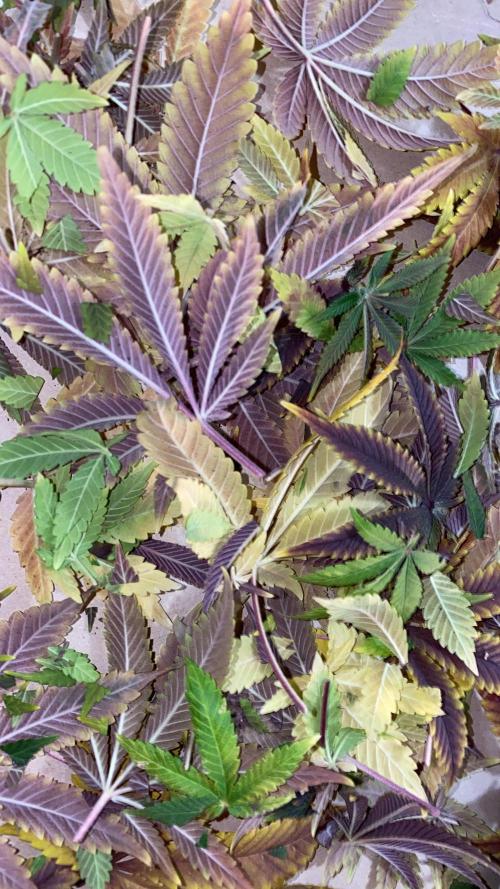 Purple Punch by Barney's Farm. Week 12 - all the colors i love them  (No. 2 and No.3)