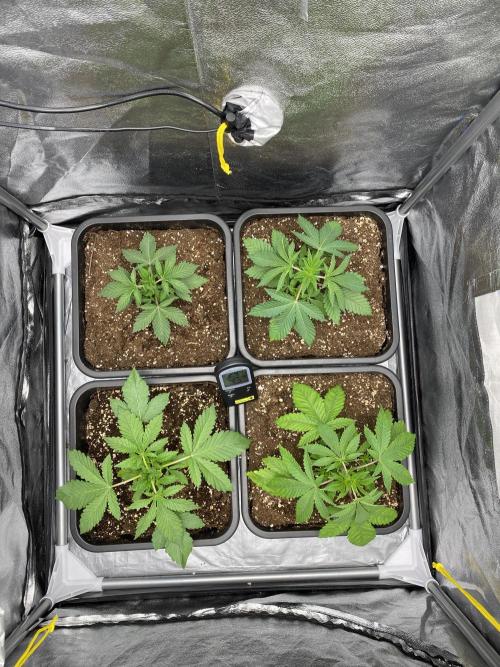 Purple Punch by Barney's Farm. Week 4 - Started like this