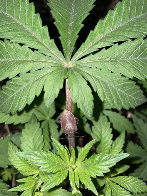 Purple Punch by Barney's Farm. Week 4 - Hello lil friend