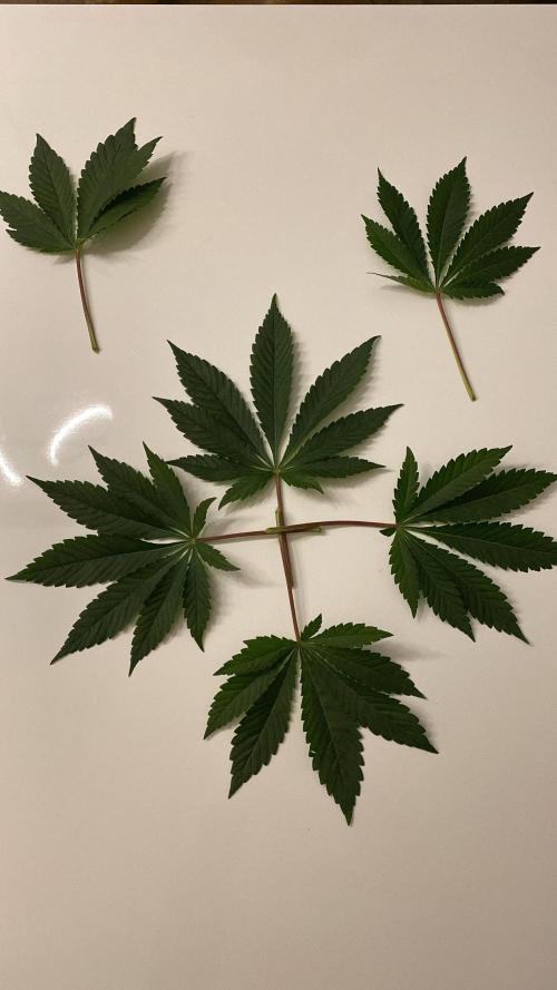 Purple Punch by Barney's Farm. Week 4 - My first 9 finger leaves. Framed one of the big ones.