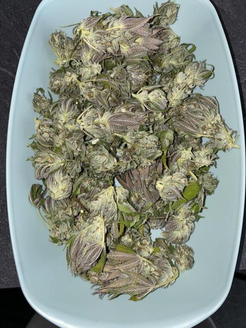 Purple Punch by Barney's Farm. Week 12 - my 1st early harvest (No.1)
