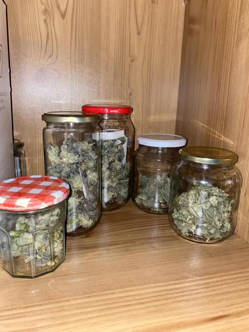Purple Punch by Barney's Farm. Week 12 - All 3 