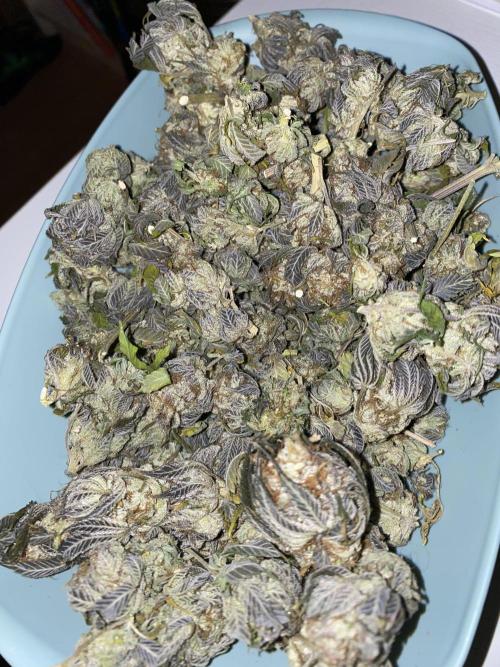 Purple Punch by Barney's Farm. Week 12 - Last two again 