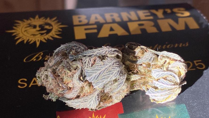 Purple Punch by Barney's Farm. Week 12 - final result after curing (4/27)